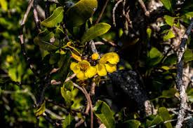 Image result for Kohautia confusa