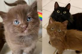 Stay updated about fluffy brown kitten. Cat Blossoms After Family Opened Their Door To Her And Her Adorable Brown Kittens Love Meow