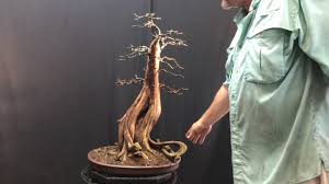 Not all cypress look alike. The Works For A Bald Cypress Bonsai Youtube
