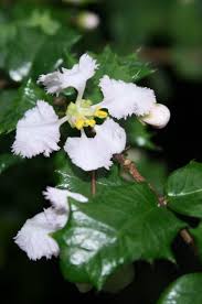 Image result for Malpighia coccigera