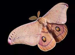 Black And White Spotted Moth Meaning Emperor Gum Moth Emperor Moth Pink Moth Moth Facts