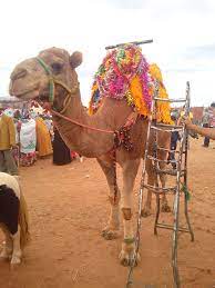 Camels in morocco are dromedaries. File Moroccan Camel Jpg Wikimedia Commons