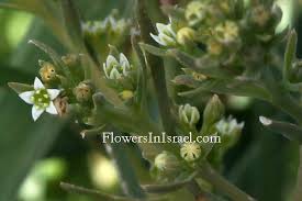 Image result for Thesium thamnus
