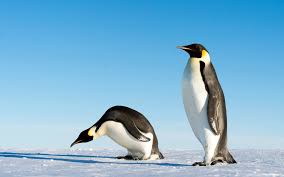 Birds That Look Like Penguins But Aren T Did You Know That Penguins Aren T Afraid Of Humans Unlike Other Creatures This Is Because They Re Almost Always Safe O Penguins Penguin Species Winter Animals
