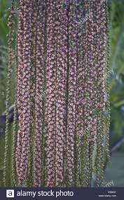Trova una vasta selezione di piante finte pendenti a prezzi vantaggiosi su ebay. Coda Di Pesce Palm Caryotas Sp Close Up Closeup Fiore Fiori Fioritura Tree Pianta Alberi Piante Pendenti Tropical Tropic Palm Palmi Foto Stock Alamy