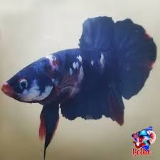 Navy Blue Galaxy Koi Male In 2020 Betta Fish Koi Betta Betta