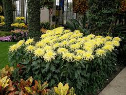 Chrysanthemum Bush In The Garden Longwood Gardens Chrysanthemum Plant Chrysanthemum