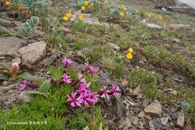 Image result for Silene kiwuensis