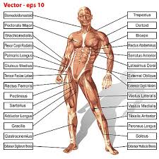Their main function is contractibility. Anatomy Anterior Chart Names John The Bodyman