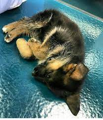 These intelligent canines are known for their jobs as police assistants, search and rescue pups, contraband sniffers, service dogs and more. German Shepherd Puppies Azle References Pupkits