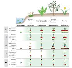 Check spelling or type a new query. Plantae Review Evolution Of Plant Hormone Response Pathways Annu Rev Plant Biol Plantae