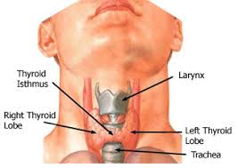 How to prevent thyroid cancer. Thyroid Cancer Thousand Oaks Simi Valley Oxnard And Camarillo Ca Ent Doctor