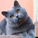 Sweet-beast | British Shorthair | Kittens