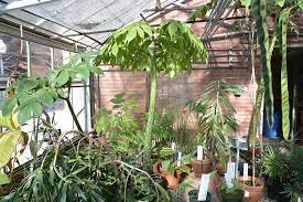 Anticipating The Blooming Of The Corpse Flower Biodiversity Research Collections
