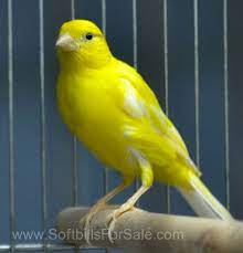 Maybe you would like to learn more about one of these? Canary Bird For Sale All Products Are Discounted Cheaper Than Retail Price Free Delivery Returns Off 63