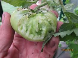 We did not find results for: Whats Eating My Tomatoes Youtube
