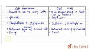 Maybe you would like to learn more about one of these? What Is The Difference Between Plasma Membrane And Cell Wall Give The Functions Of Each One Youtube