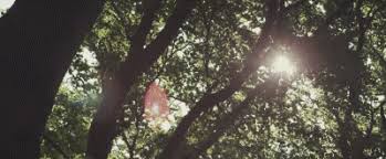 Pin By Isra Qasem On In The Wood Holding Landscape Aesthetic Gif Nature