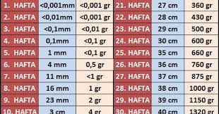 hafta hafta gebelik