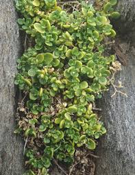 Image result for Polycarpon