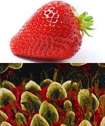 17 fascinating photos of products under the microscope like you've never seen them. Put A Strawberry Under An Electron Microscope And Suddenly It S A Production Still From The Gritty Rebo Things Under A Microscope Strawberry Strawberry Plants