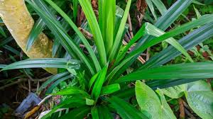 Image result for Pandanaceae