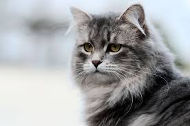 It is said to be hypoallergenic and produces less fel d1 than other cat breeds. Russian Cat Names