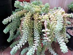 They turn a dark purple when exposed to full sun. 14 Most Popular Hanging Succulents Good Succulents