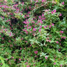 Image result for Jasminum beesianum