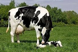 Domestic Cattle Holstein Friesian Cow With Newborn Calf Lying In Field Carlisle Cow Photos Holstein Cow