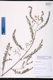 Image result for Sesbania sericea