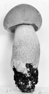 Image result for Boletus separans