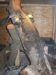Female Water Monitor For Sale Adult Female Water Monitor Tame - Faunaclassifieds Holalilito Pinterest Reptiles