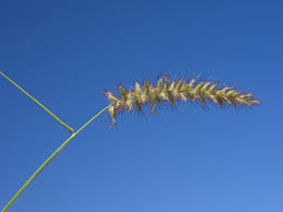 Image result for Cenchrus ciliaris