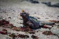 Marine iguana - Galapagos Conservation Trust