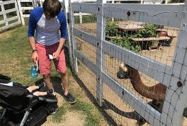 Sue spent 25 years in pr before adding freelance travel writing to her resume. Brookhollow S Barnyard A Sweet Nj Petting Zoo With The Cutest Animals Mommypoppins Things To Do In New Jersey With Kids