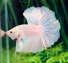 H91 Thai Import White Opaque Platinum Ohm Over Halfmoon Betta Male Live Fish