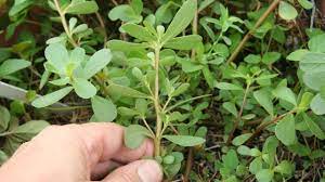 If you're trying to get rid of this plant, you are definitely in for a battle. Purslane Foraging Edible Wild Green Plant Identification Gardenfork Youtube
