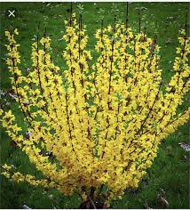 Lynwood Gold Forsythia Shrubs For Sale Shrubs Bushes Shrubs