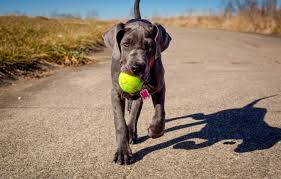 And when you bring them home they will need the best great dane puppy foods. Great Dane Puppy Information
