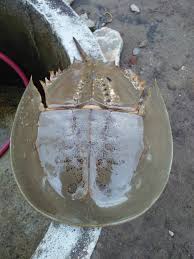 Haiwan di dalam laut tarik dan isi jawapan ditempat yang betul. Binatang Laut Yang Banyak Hormonnya Mengandung Racun Termahal Di Dalam Tubuhnya Inilah Dia Momo Namanya Steemit