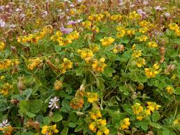 Image result for Trigonella anguina