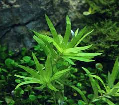 Image result for Heteranthera