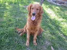 Licensed breeders for over 15 years and as the new dog breeding law requires holding a 5 star licence. Golden Retrievers