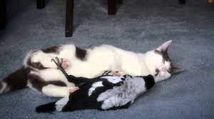 Sep 18, 2020 · official website for smashing pumpkins. Magpie Vs Cat Youtube