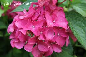 Image result for Hydrangea