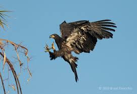 Juvenile bald eagles' heads are all dark and easily confused with the fully brown head of a golden eagle. Milpitas Bald Eagles Lessons Relearned Dream Catcher Images By Bruce Finocchio