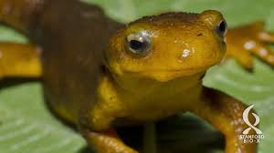 Stanford chemist joins with radiologists to locate source of pain