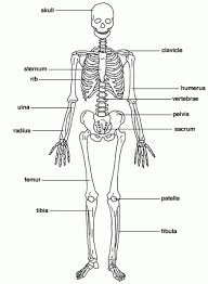 The Skeletal System Diagram Labeled Koibana Info Human Skeleton Human Skeleton Bones Human Anatomy