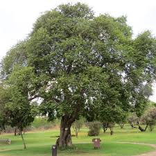 Image result for Celtis africana